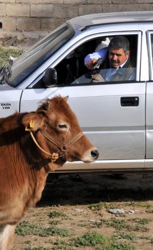 Kaçan boğa uyuşturucu iğne ile yakalandı
