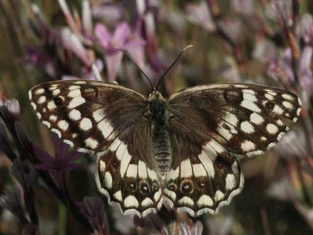 <p><strong><span style="text-decoration: underline;"><span style="color: #0000ff;">Melanargia larissa (Anadolu melikesi)</span></span></strong><br /><br />Siyah beyaz bezeli bu kelebeğin kanat üstü bazal bölgesi siyahımsıdır. Yaz mevsiminde uçan bu kelebek taşlık çayırlarda yaşar.</p>