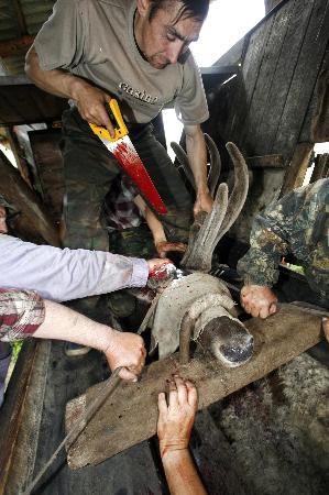 Rusyanın kuzeyindeki Salba Köyünde bir çiftlikte yaşayan yüzlerce Sibirya geyiği sahiplerinin ilaç şirketleriyle girdiği pazarlık sonucunda boynuzlarından oldu.