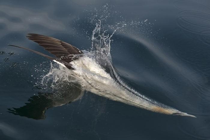 İngiltere'de her yıl düzenlenen British Wildlife Fotoğraf Ödülleri sahiplerini buldu. Bu yılın birincisi,Sula Sgeir denilen küçük ve ıssız bir İskoç adasında çektiği denizanası fotoğrafıyla Richard Shucksmith oldu. İşte yarışmada dereceye giren vahşi yaşamın içinden etkileyici kareler