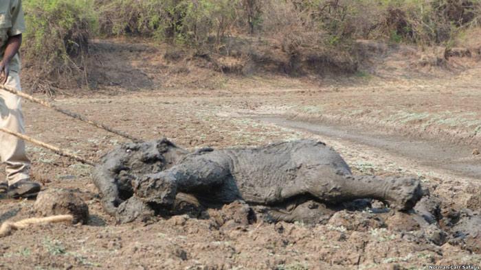 Norman Carr Safari şirketinden Mindy Roberts, BBC'ye "Bu hayvanların çırpınarak ölmesine seyirci kalamazdık." dedi.