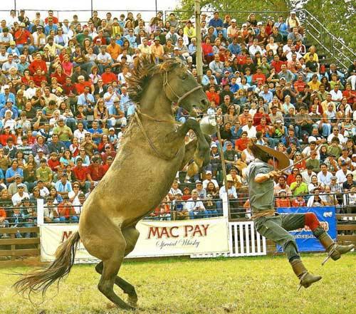 Rodeo esnasında yaşanan tehlikeli anlar...