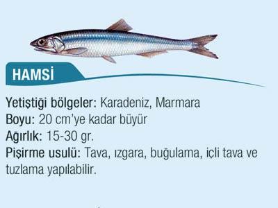 Kış aylarında Karadenizli'nin tutkusu hamsi bir yüzey balığıdır