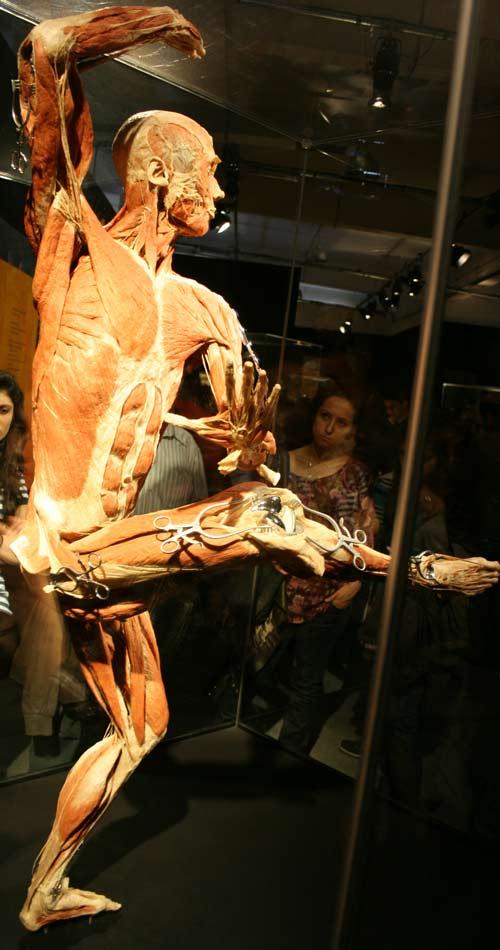 Tai sporcusunun plastinasyon yapılmış vücudu. Vücudun tai yaparken aldığı şekil...