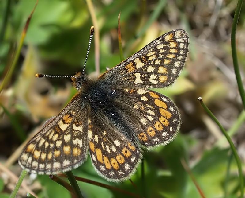 <p><strong><span style="text-decoration: underline;"><span style="color: #0000ff;">Euphydryas aurinia (Nazuğum)</span></span></strong><br /><br />Kanat üst yüzü sarı, turuncu, kahverengi ve kiremit kırmızısı renginde bantlar ve siyah çizgiler taşır. İlkbahar ve yaz mevsiminde uçar. Kuzeydoğu ve güneydoğuda daha yaygındır.</p>