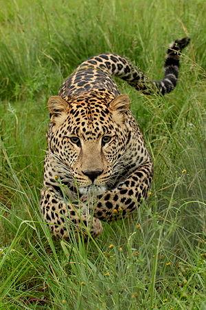 Leopar - Güney Afrika