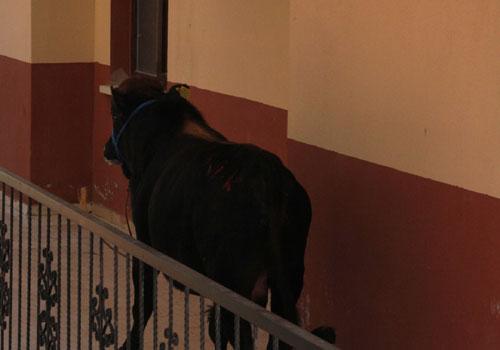 Kurban Bayramı'nın ilk kaçak haberleri gelmeye başladı. Yurdun çeşitli yerlerinde kurban edilmek istenilen boğalar sahiplerinin elinden son dakikada kaçıp adeta terör estirdi.