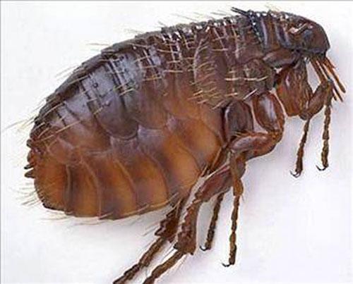 <p>Bir pire, kendi büyüklüğünün 150 kat yüksekliğine zıplayabilir. Bu oranı tutturmak için insanın yaklaşık 30 metre zıplaması gereklidir.