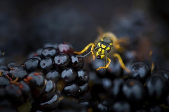 İngiltere'de her yıl düzenlenen British Wildlife Fotoğraf Ödülleri sahiplerini buldu. Bu yılın birincisi,Sula Sgeir denilen küçük ve ıssız bir İskoç adasında çektiği denizanası fotoğrafıyla Richard Shucksmith oldu. İşte yarışmada dereceye giren vahşi yaşamın içinden etkileyici kareler