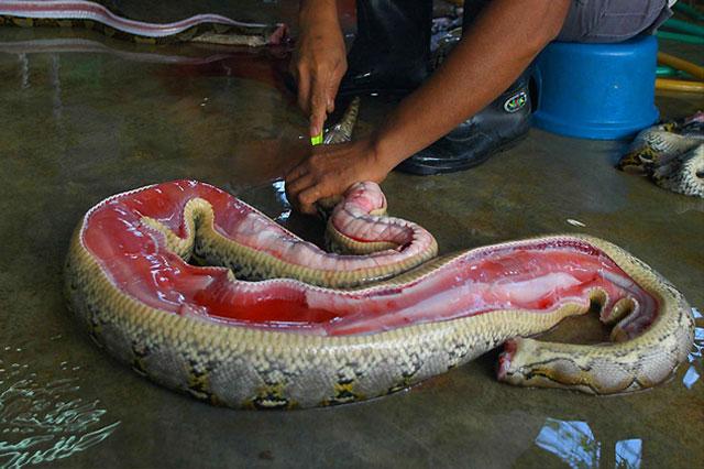 Kolunuzda taşıdığınız şık yılan derisi çantanın hangi şartlarda hazırlandığını hiç düşündünüz mü? İşte Malezya'daki bir yılan derisi imalathanesinden görüntüler...