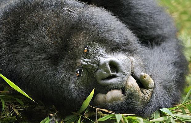 Ruanda'nın yüksek dağlarında yaşayan goril ailesini çekmeye giden vahşi doğa fotoğrafçısı Andy Rouse, alkollü bambu sapını yiyen gorillerin komik hallerini böyle görüntüledi.