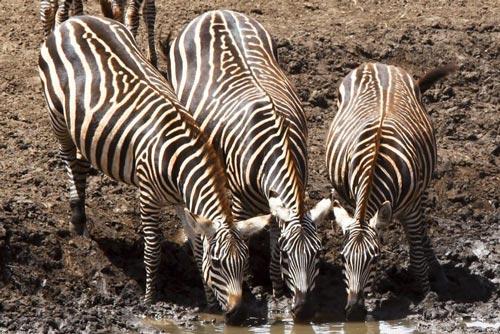 buldukları su birikintisendentopluca su içen bu üç zebra her zaman olduğu gibi tedirgin ve tedbirli