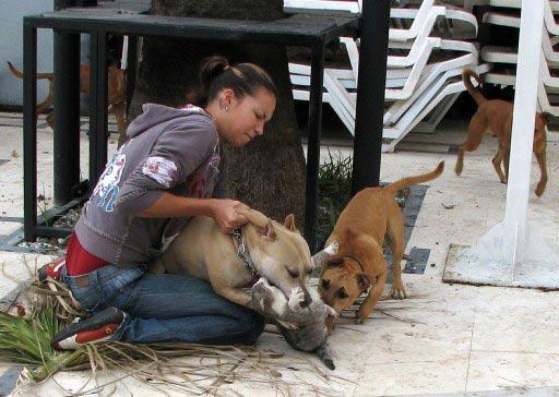 ANTALYA'NIN KEMER ILCESINDE SAHIBININ ELINDEN KURTULAN BIR PITBULL, SOKAKTAKI KEDIYE SALDIRMISTI. KEDIYI BOGAZINDAN ISIRAN KOPEGI, SAHIBI TUM CABALARINA KARSIN ENGELLEYEMEMISTI. (ANADOLU AJANSI - LEYLA YAGMURLUGIL)
