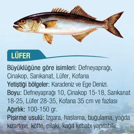 Çinakop, sarıkanat, Lüfer, Kofana olarak adlandırılan bu tür de bir dip balığıdır.