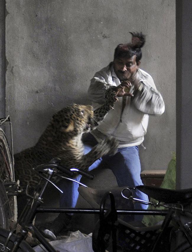 Guwahati'nin kuzey-doğusunda Hint şehirlerinden birinde leopar vahşeti yaşandı. 4 kişiye saldıran leopar insanları feci şekilde yaraladı. Vahşi leopar zar zor etkisiz hale getirildi.