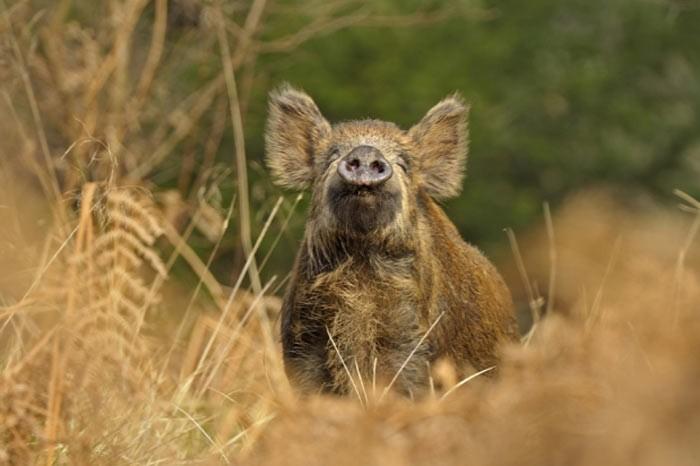 İngiltere'de her yıl düzenlenen British Wildlife Fotoğraf Ödülleri sahiplerini buldu. Bu yılın birincisi,Sula Sgeir denilen küçük ve ıssız bir İskoç adasında çektiği denizanası fotoğrafıyla Richard Shucksmith oldu. İşte yarışmada dereceye giren vahşi yaşamın içinden etkileyici kareler