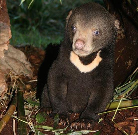 Sun Bear: Dünyanın en küçük ayı türü