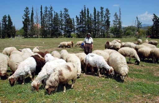 Kışı Ege ve Akdeniz sahillerinde geçiren Yörüklerin yaylalara göçü başladı. Yörükler, zorlu yolculuk öncesi Muğla'nın İkizce yaylasındaki şenlikte, ''Geleneksel Yörük Düğününü'' canlandırıldı.