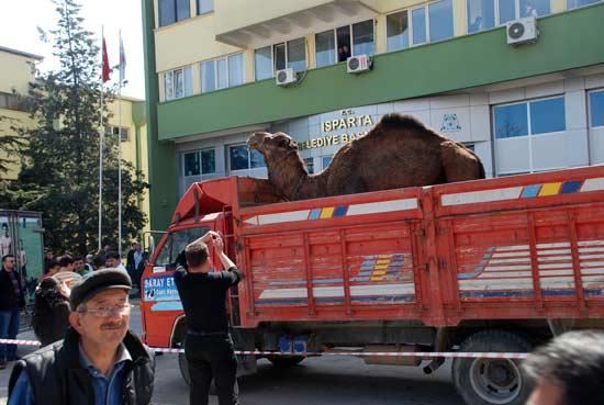 Isparta'da bazı işadamı ve esnaflar, Belediye Başkanı Hasan Balaman'ın başkanlık yarışını kaybetmesinin ardından deve kurban ederek kazanlarda helva kardı. Kesilen devenin eti pilav ve helva ile halka dağıtılacak.