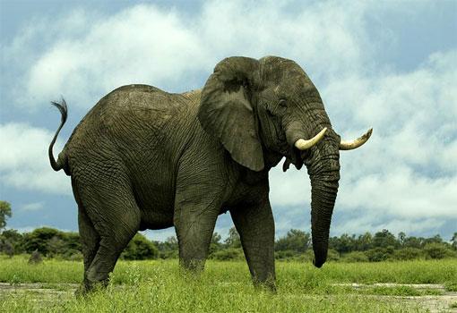 ELEPHANT/FİL;
Fillerin dünyada bir yıl içerisinde 500'den fazla insan öldürdüğü bilinmektedir. Hortumu ve keskin dişleri sayesinde kendini çok iyi korur.