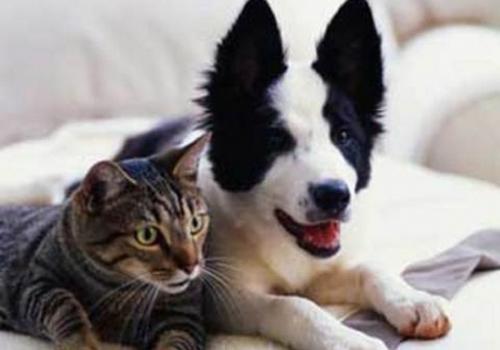 <div class="galler_spot">Kediler 100 değişik ses, köpekler ise 10 ses çıkartabilirler.</div>
<div> </div>
<div id="pagination" class="cboth fright"> </div>