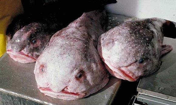 Blobfish