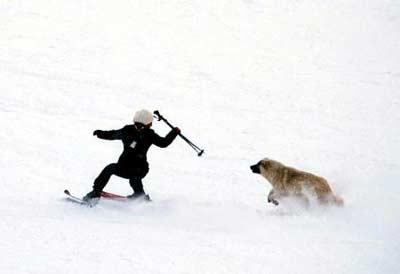 Uludağda bu pozisyonda bir köpekle siz karşılaşsanız ne yapardınız? Kar kalınlığının 2 metreye ulaştığı Uludağ'a insanlar karın tadını çıkartırken, talihsiz bir kayakçının köpek korkusu ilginç manzaralar ortaya çıkarttı...