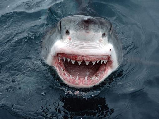 GREAT WHITE SHARK/BÜYÜK BEYAZ KÖPEK BALIĞI;
Beyaz Köpek Balıkları bir beslenme çılgınlığı içinde ağızlarındaki 3000 adet diş ile lokmalarına heyecanla  ulaşırken suyu kana bularlar.