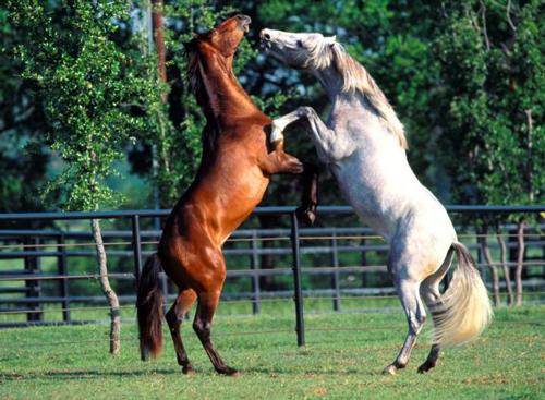 <strong>Atlar - İnekler;</strong><br>
Atların zeka seviyesi pek çok hayvandan daha düşük ama sıralamada ineklerden yüksek çıkıyorlar.