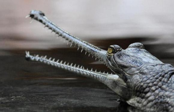 The Indian Gharial (Hint timsahı) Hindistan'da Ganj nehrinde yaşar. Boylan 7 m'ye kadar ulaşabilen bir sürüngen türüdür.