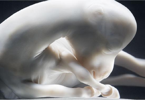 İngiliz fotoğraf ustası Tim Flach'ın "Atlar Dünyası" adlı fotoğraf sergisi