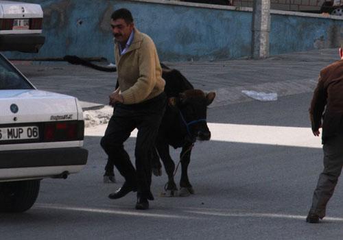 Kurban Bayramı'nın ilk kaçak haberleri gelmeye başladı. Yurdun çeşitli yerlerinde kurban edilmek istenilen boğalar sahiplerinin elinden son dakikada kaçıp adeta terör estirdi.