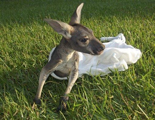 La. Skippy adı verilen kangru yavrusu annesi tarafından istenmeyince, hayvanat bahçesi görevlileri ve ziyaretçilerin sevgilisi oldu.