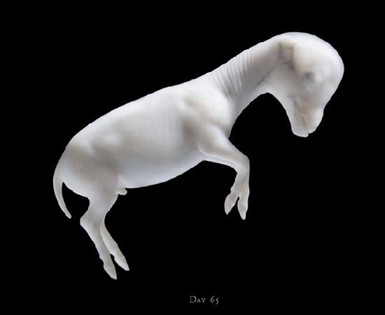 İngiliz fotoğraf ustası Tim Flach'ın "Atlar Dünyası" adlı fotoğraf sergisi
