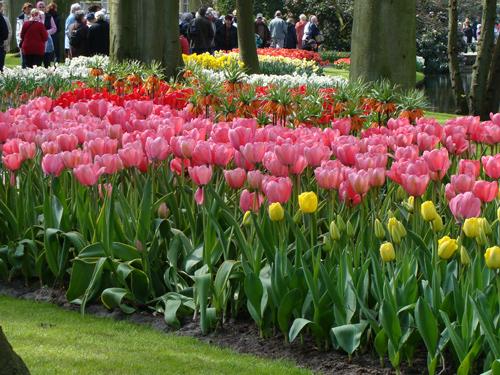 Keukenhof, Hollandanın meşhur Lale Bahçeleri.