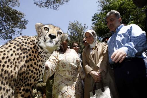 Cumhurbaşkanı Abdullah Gül, eşi Hayrünnisa Gül, Devlet Bakanı Said Yazıcıoğlu, Ulaştırma Bakanı Binali Yıldırım ve heyettekilerle Nairobi Ulusal Parkı'n çitaların bulunduğu kafese girdi ve çita sevdi...