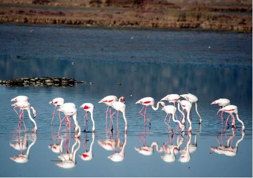 İzmir'in tarihi ve turistik ilçesi Selçuk'ta her yıl nisan ayında gelerek ağustosa kadar kalan leylekler için özel bir proje başlatıldı. Leylekler için özel tasarımlı yuvalar inşa edildi.