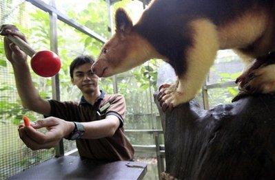 Okyanusya'daki Papua Yeni Gine'nin dağlık arazisinde, ağaçlarda yaşayan kanguru ve kedi büyüklüğünde farelerin yaşadığı, insan eli değmemiş bir bölge keşfedildi. Yeni canlıların kareleri: