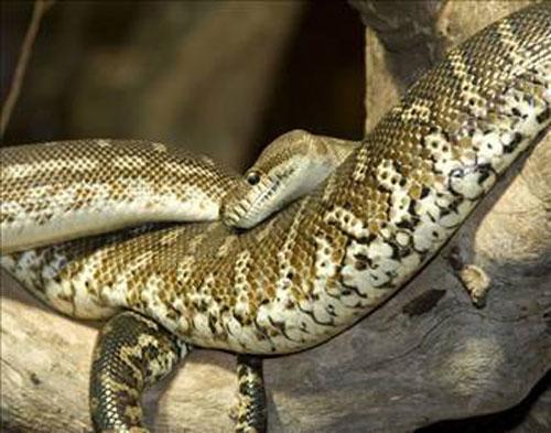 <p>Bir yılan 3 yıl uyuyabilir.