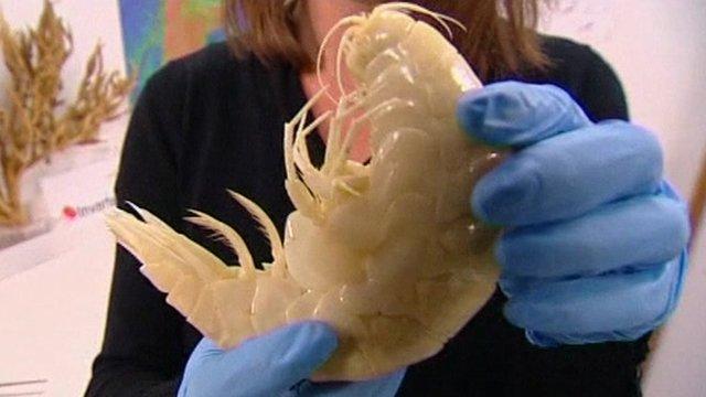 Yeni Zelanda Su ve Atmosferik Araştırmalar Kurumu (NIWA) bilimadamları, deniz yüzeyinin yaklaşık 7 kilometre altında keşfedilen 34 santimetrelik devasa kabuklunun, 2-3 santimetre uzunluğundaki normal karideslerden 10 kat büyük olduğunu söyledi.