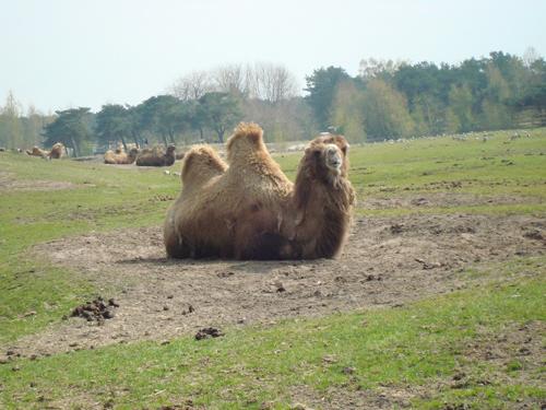 Adamlar kaşık kadar ülkelerine Safari bile yapmışlar. Araba ile girdiğiniz Afrika ambiyansına sahip arazide ilerlerken camlarınız sıkı sıkı örtülü, etrafınızda hayvanlar ilerliyorsunuz.