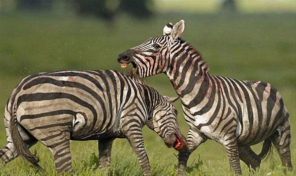 <p>Fotoğrafçı Winfried Wisniewski bu kareleri Tanzanya'da çekti. Bin Zebra'dan oluşan sürüde 20 ailenin grubu bulunuyor.</p>
