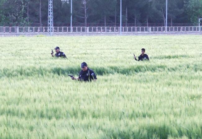 Adliye çıkışında kaçan küçük yaştaki hırsızlık hükümlüsünün peşine düşen polis ekipleri, bir buğday tarlasını didik didik aradı.