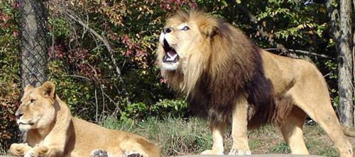 Afrika aslanları Shiba ve Juma, ABDdeki Pittsburg Hayvanat Bahçesinin adeta maskotu olmuş bir çiftti.