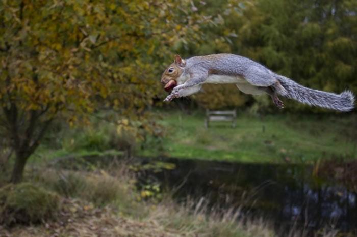 İngiltere'de her yıl düzenlenen British Wildlife Fotoğraf Ödülleri sahiplerini buldu. Bu yılın birincisi,Sula Sgeir denilen küçük ve ıssız bir İskoç adasında çektiği denizanası fotoğrafıyla Richard Shucksmith oldu. İşte yarışmada dereceye giren vahşi yaşamın içinden etkileyici kareler