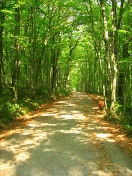 Belgrad ormanında jogging yapmak