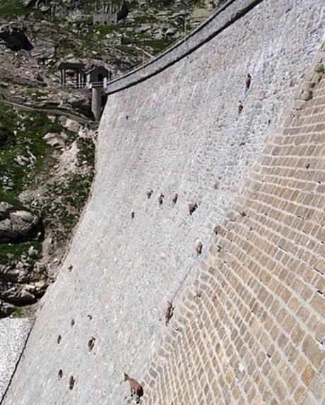 İtalya'nın kuzeyindeki Cingino Barajı'nın duvarına tırmanan keçiler adeta yer çekimine karşı geliyor. 4600 metre yüksekliği bulan sarp ve kayalık dağlarda yaşayan dağ keçileri düşme korkusuna kapılmadan bu duvara da tırmanmayı başarıyor.