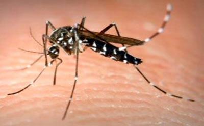 Erkek sivrisinekler gerçekte son derece duyarlı otoburlardır; yalnızca bitki özü ve bitki suları ile beslenirler. Yalnızca dişi sivrisinekler yumurtlamaları için gerekli proteini sağlamak amacıyla kan içerler.