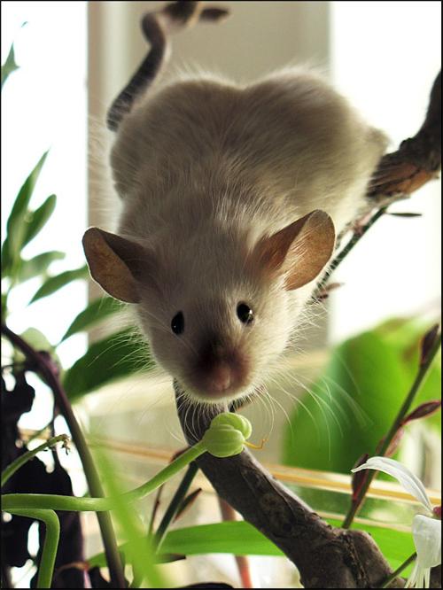 Norneç sıçanı olarakta bilinen kahverengi sıçan (Rattus norvegicus) ile onun daha akrobatik Asyalı kuzeni kara sıçan (Rattus rattus) gemilere gizliden gizliye sızma becerileri sayesinde dünyanın hemen hemen her köşesine yayılabiliyorlar