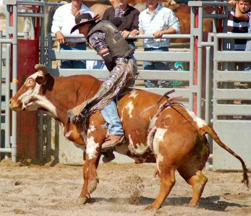 Rodeo esnasında yaşanan tehlikeli anlar...